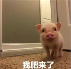 我肥来了