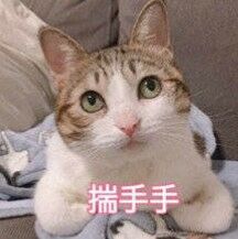 揣手手
