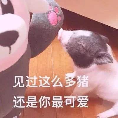 见过这么多猪，还是你最可爱