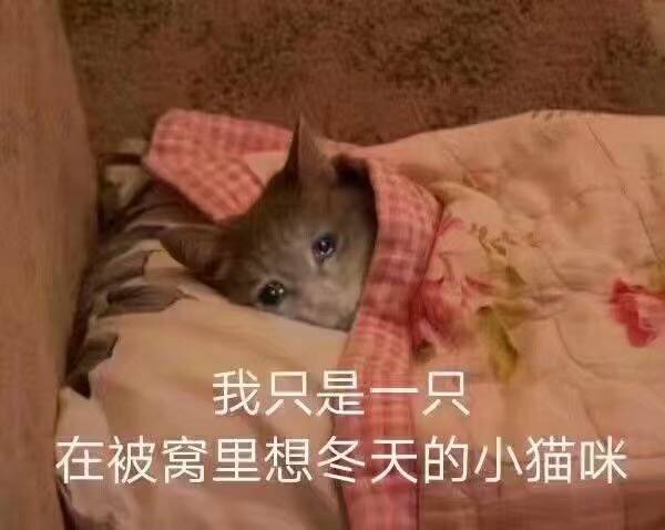 我只是只在被窝里想冬天的小猫咪