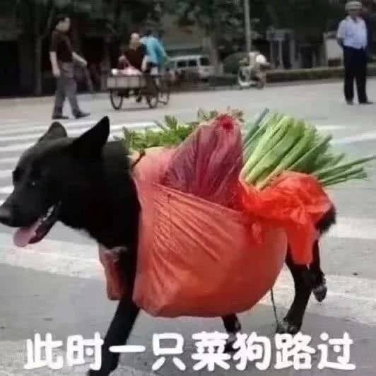 此时一只菜狗路过