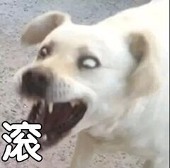 滚啊