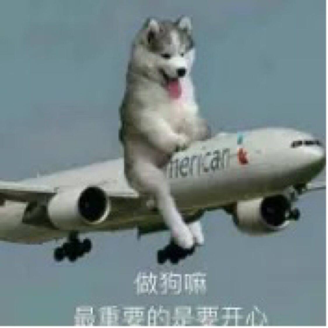 做狗嘛，重要的是开心