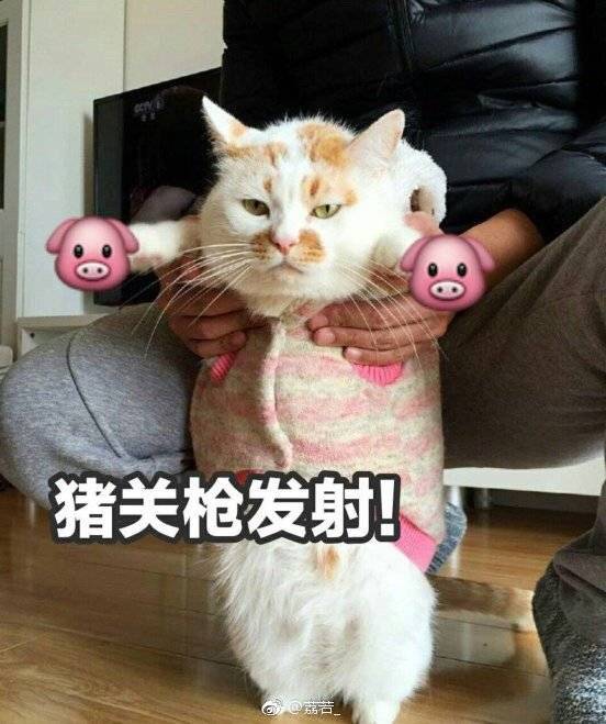 猪关枪发射！