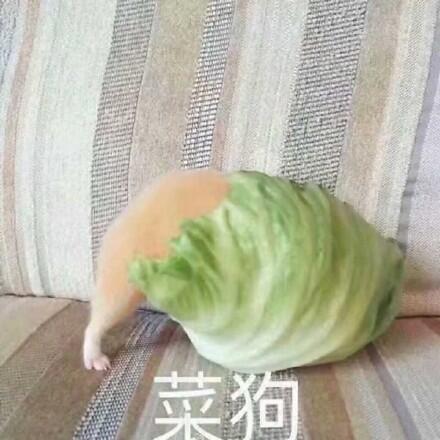 菜狗