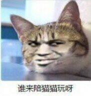 谁来陪猫猫玩呀