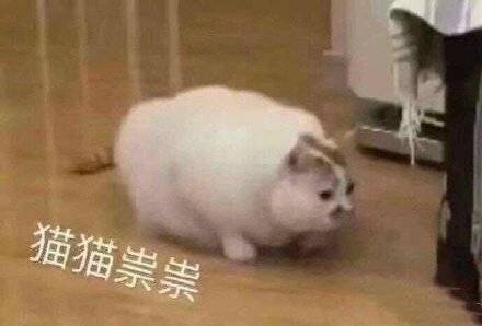 猫猫祟祟