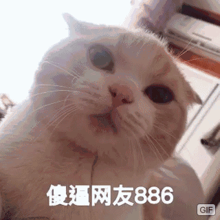 小猫发呆