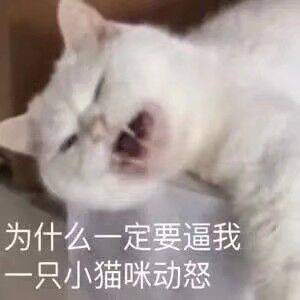 为什么一定要逼我只小猫咪动怒