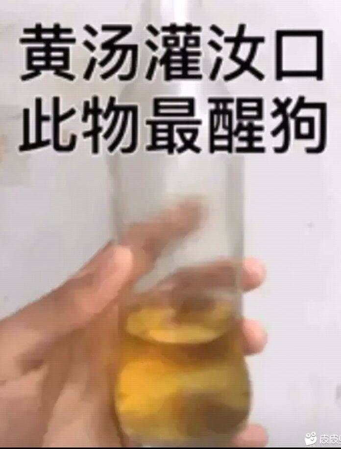 黄汤灌汝口，此物最醒狗倍