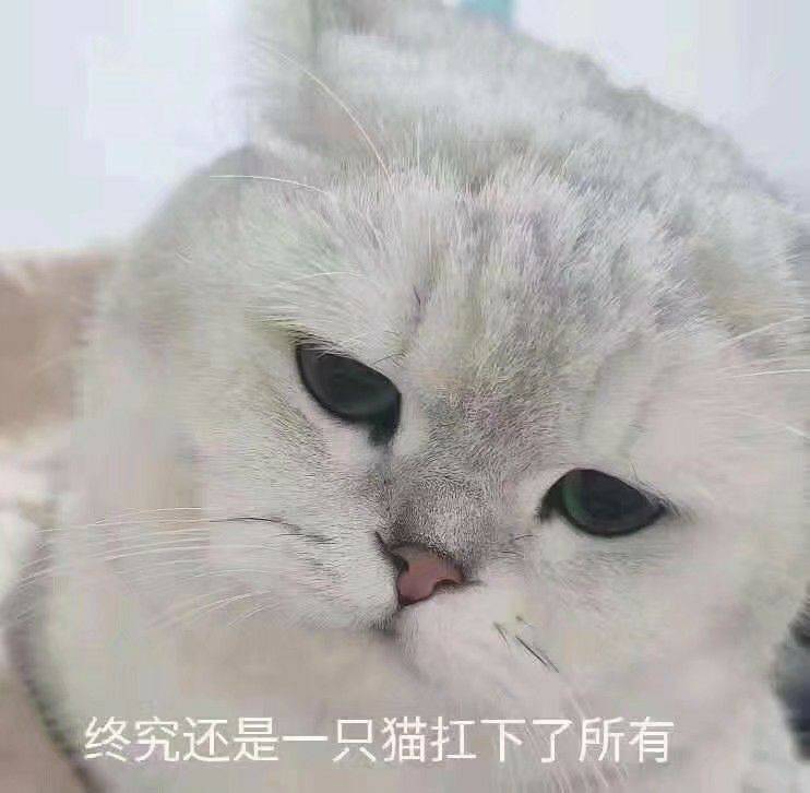 终究还是一只猫扛下了所有