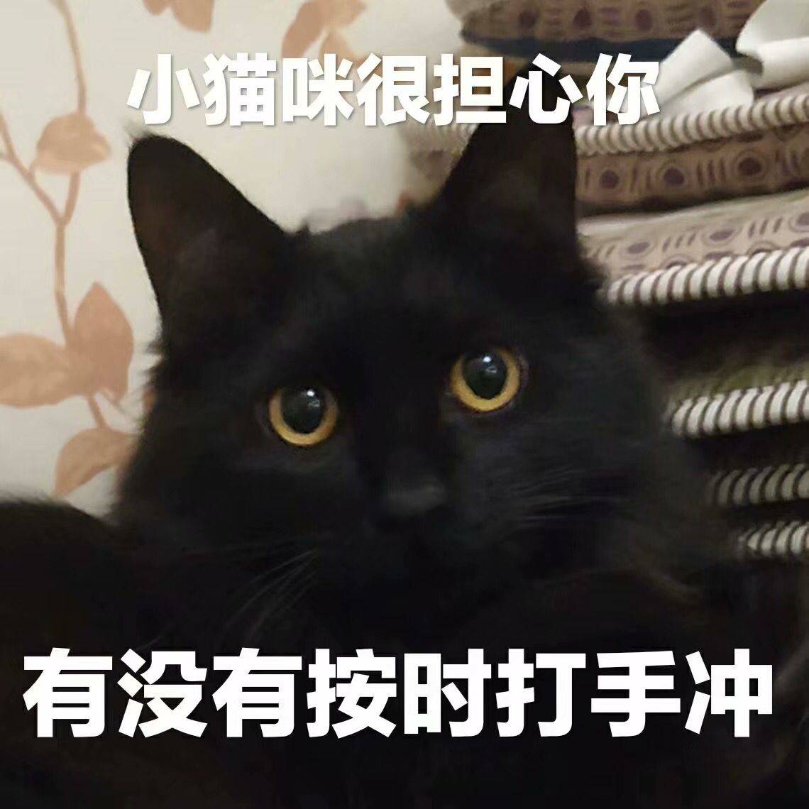 小猫咪很担心你，有没有按时打手冲