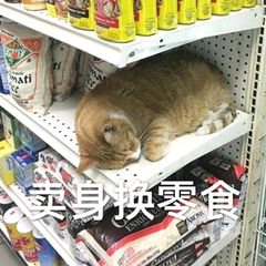 卖身换零食小猫