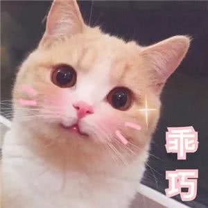 乖巧