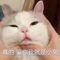 真的骗你我就是小兔
