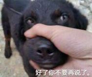 好了你不要再说了